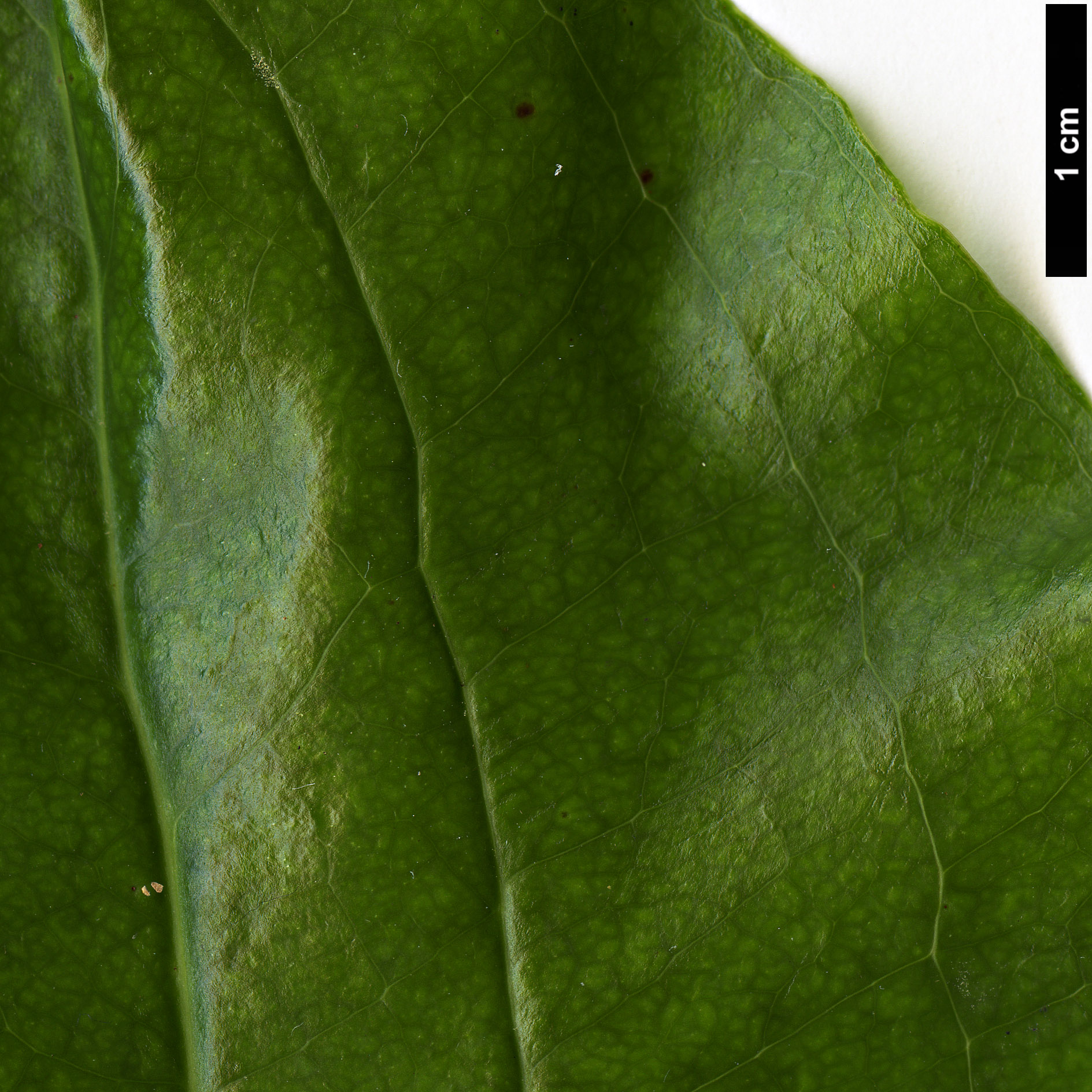 High resolution image: Family: Smilacaceae - Genus: Smilax - Taxon: azorica High resolution image: Family: Smilacaceae - Genus: Smilax - Taxon: azorica